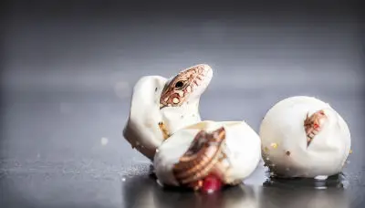 how do lizards have sex - lizard eggs