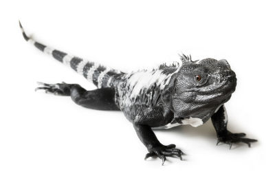 small pet iguana species
