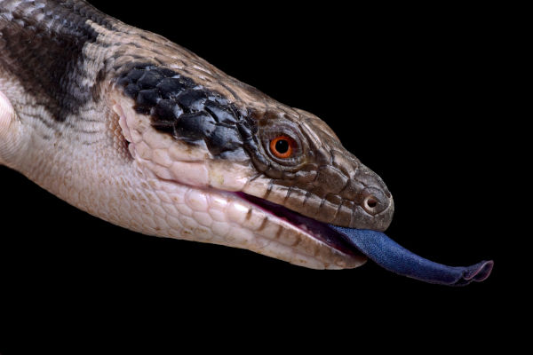 what is a blue tongued skink