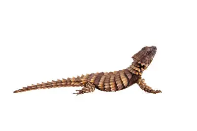 lizard that bites its tail