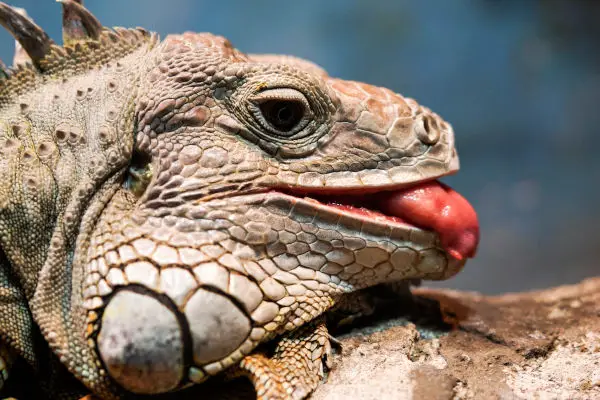 A Bearded Dragon with his tongue out