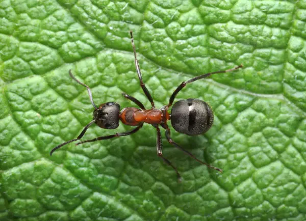 Running Ant