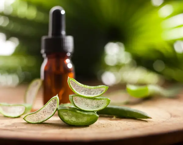 Aloe vera essential oil & leaves