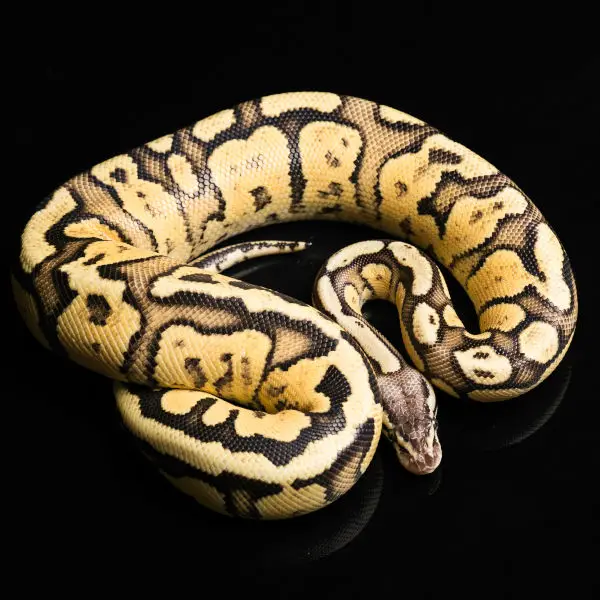 Female Ball Python. Firefly Morph or Mutation