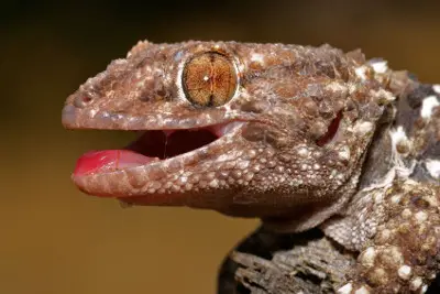 how long do bibron geckos live