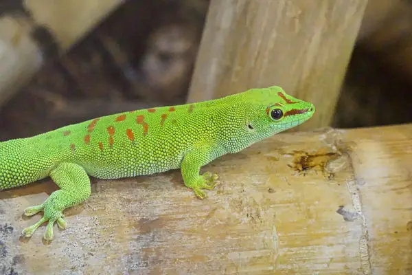 Do lizards breathe through their skin?