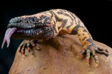 Understanding Lizard Bites: Why Do They Bite?