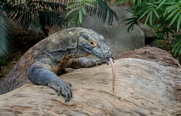 Can a Komodo dragon kill a human?