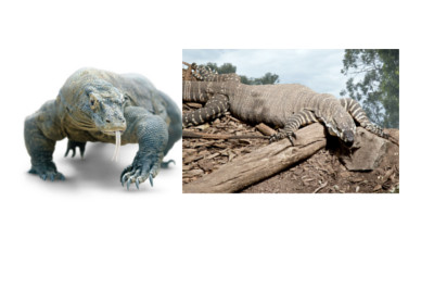 Lace Monitor Lizard vs Komodo Dragon: Which is Best ...