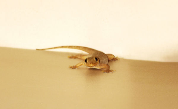 Are house lizards poisonous?