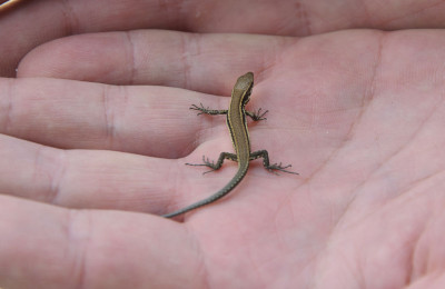 reptiles that eat vegetables