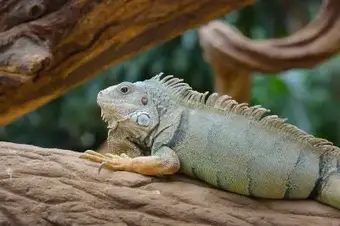 What Are The Predators Of An Iguana Reptile Follower