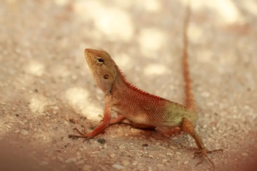 reptiles that eat vegetables