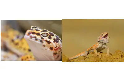 bearded dragon and leopard gecko
