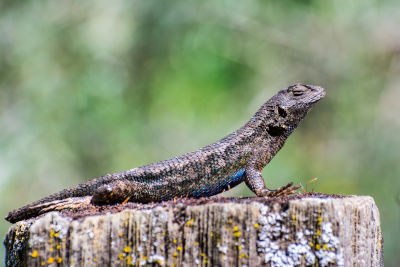 Western Fence Lizard Care (Facts, Diet, Sheet & Pictures) - Reptile