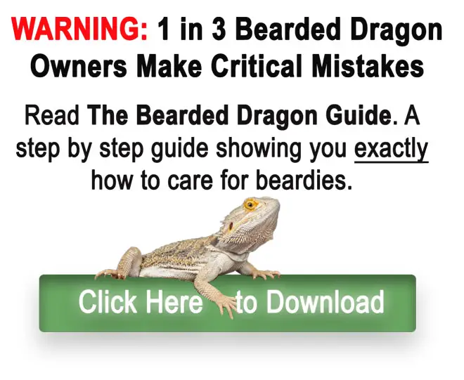 Bearded Dragon Weekly Feeding Chart