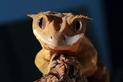 do crested geckos have teeth