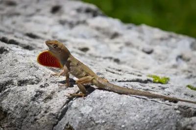 Anole Care Sheet Supplies Petsmart