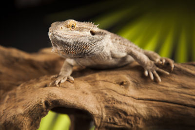 A Bearded Dragon on a rock.