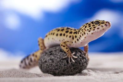 How to Lower Humidity in Your Leopard Gecko Tank - Reptile Follower