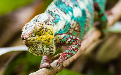 How Long Do Panther Chameleons Live? - Reptile Follower