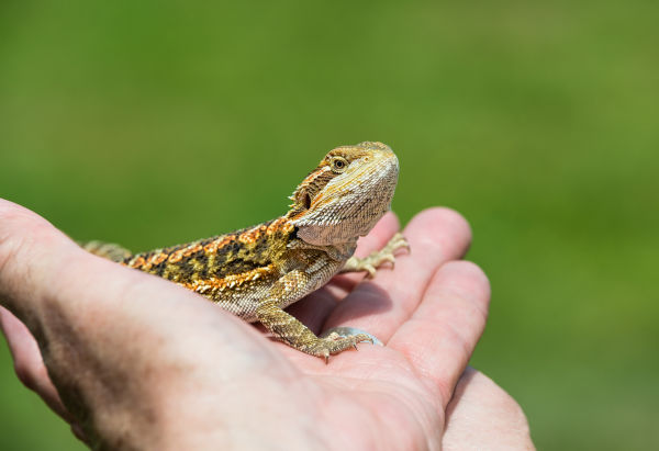 Can Bearded Dragons Eat Oatmeal (Is it a good idea)? - Reptile Follower