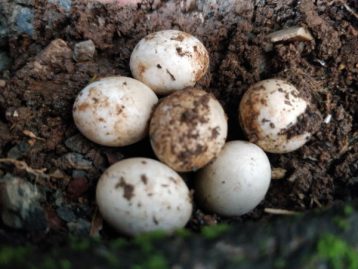 Where do Bearded Dragons Lay Eggs? (Is it obvious?) - Reptile Follower