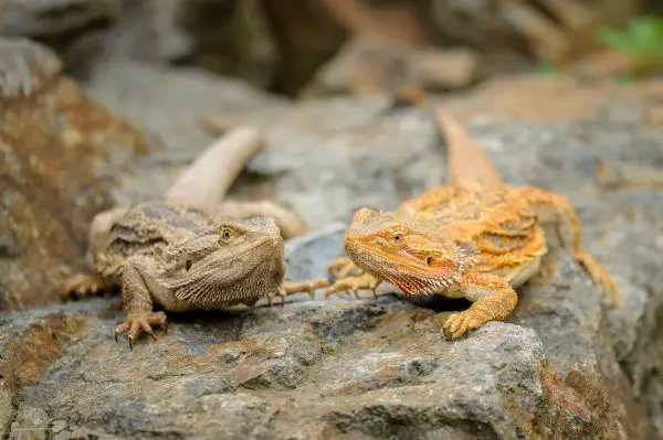 where-do-bearded-dragons-lay-eggs-is-it-obvious-reptile-follower