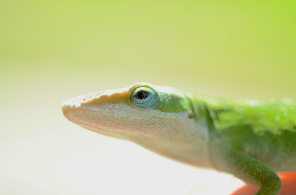 Why do lizards change from green to brown?