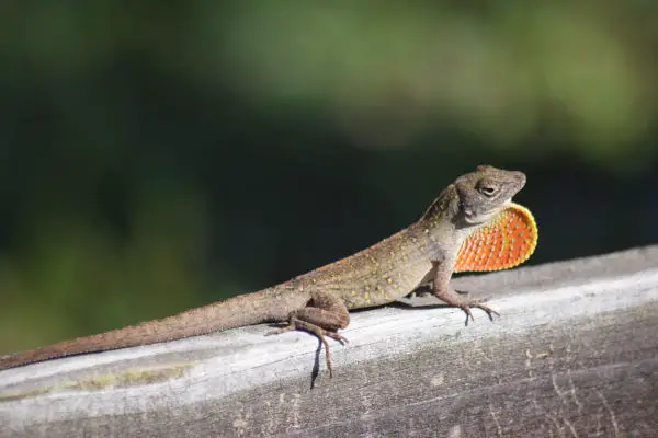 Why do lizards do the neck thing?