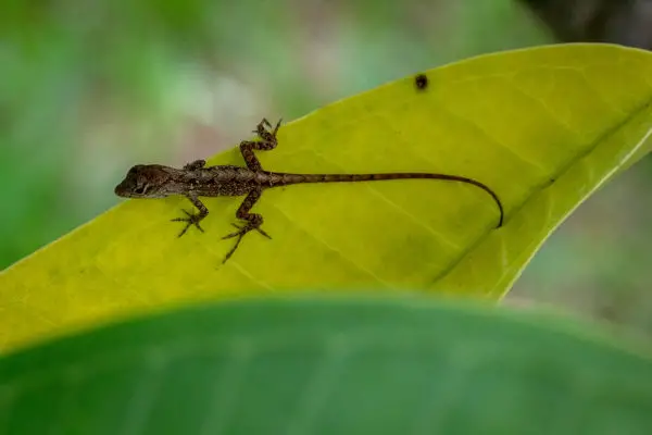 Why do lizards eat their babies?