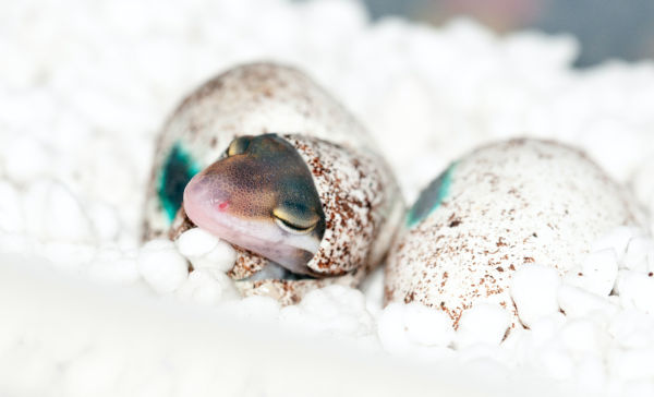 Do lizards carry their babies in their mouth?
