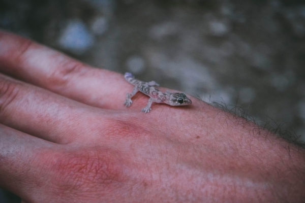 Are baby lizards dangerous?