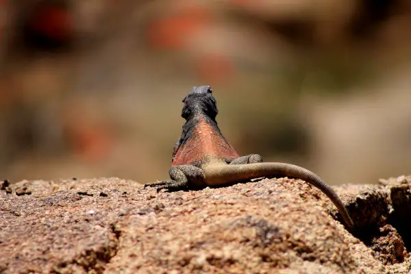 Why do lizards eat their tails?
