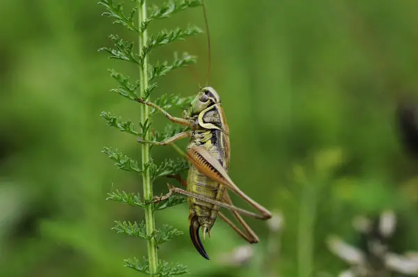 A cricket on plant stem.