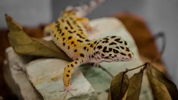 A leopard gecko on a rock staring.
