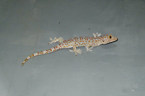 An orange spotted white lizard on the floor.