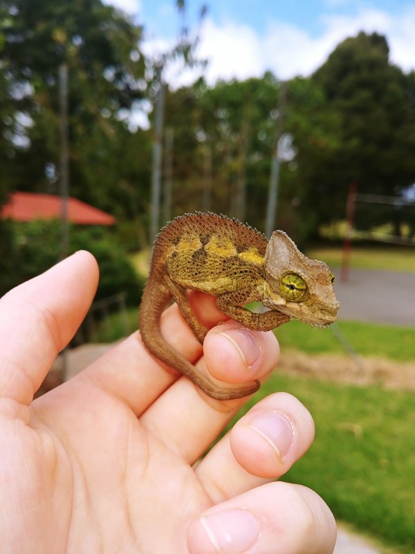 A brown chameleon on a human finger.