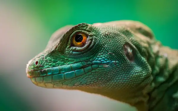 A green lizard staring.