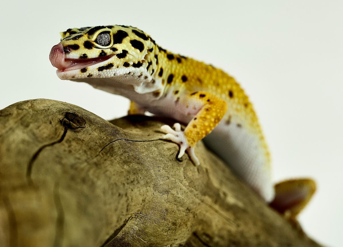 A Leopard Gecko sitting on top of a tree branch.
